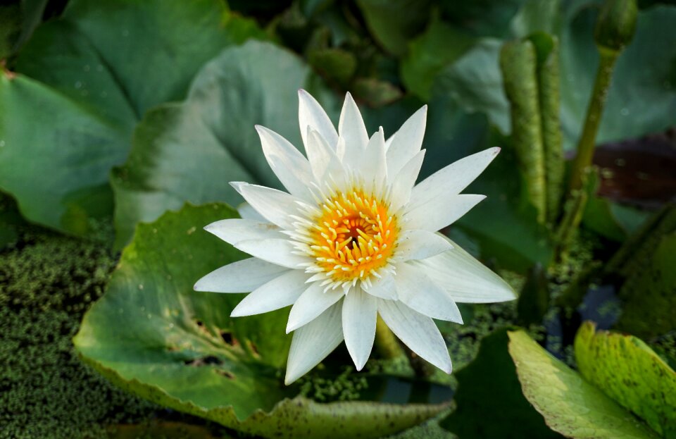 Flora flower pond