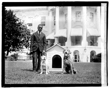Mrs. Harding's dog O'Boy & Laddie Boy LOC npcc.04791