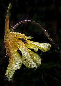 Dewdrop autumn morning morgentau