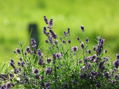 Violet purple lavender flowers photo