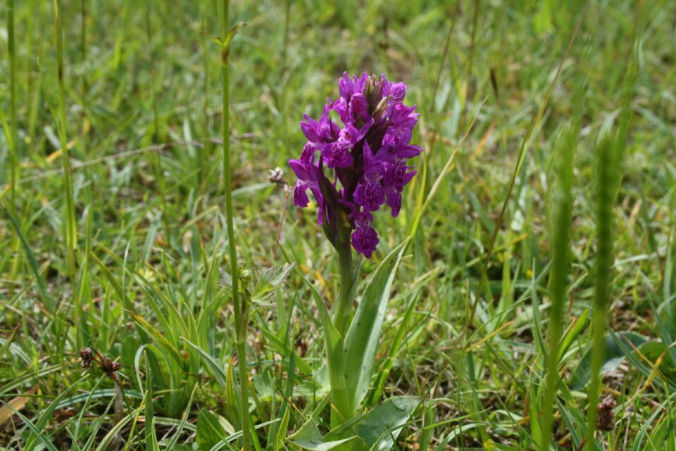 Green-veined anacamptis morio flowering