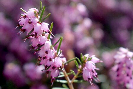 Flora heather pink