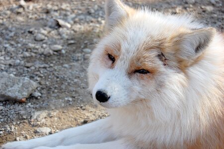 Dog 犬科 fox