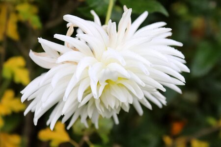 White late summer dahlia garden