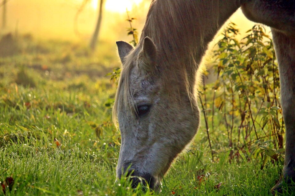 Thoroughbred arabian pasture autumn