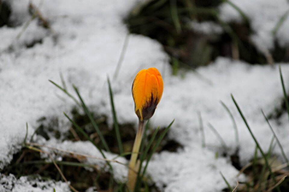 Snow bloom blossom