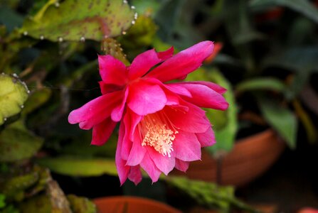 Cactus flower developed