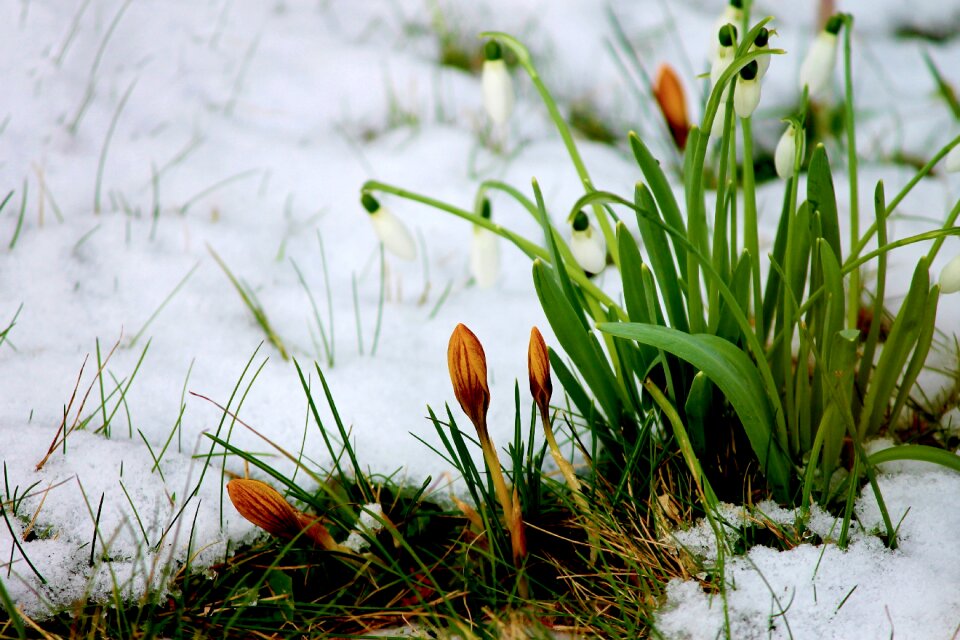 Flowers winter blossom