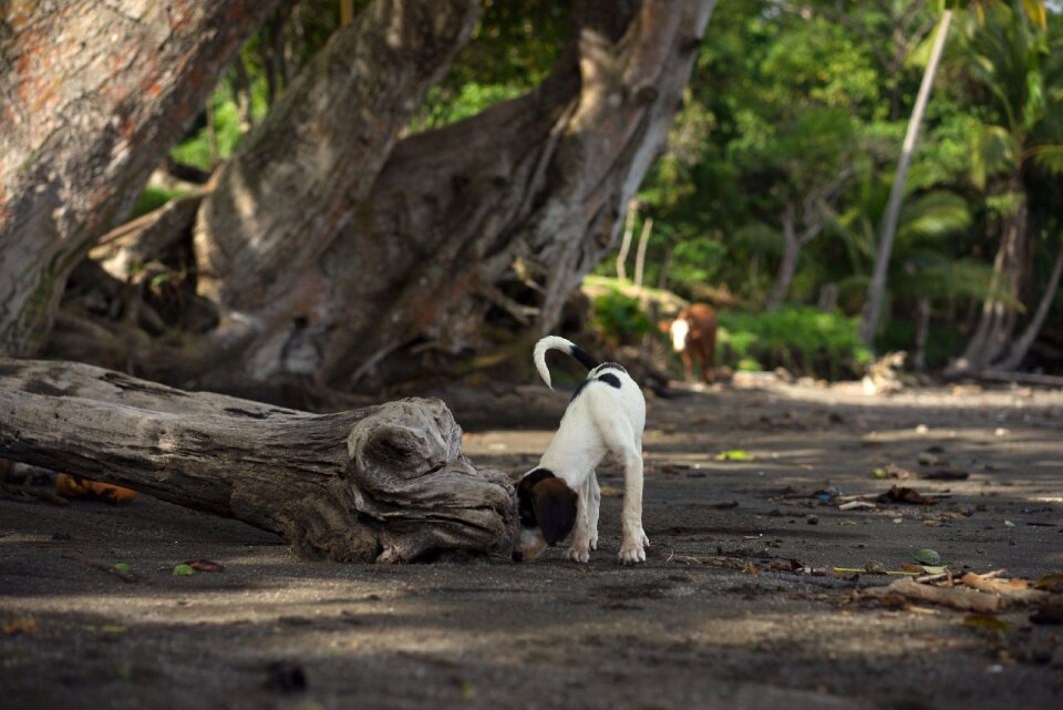 Sweet dog white dog dog on the beach