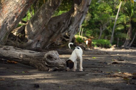 Sweet dog white dog dog on the beach