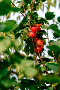 Berry forest in the summer of
