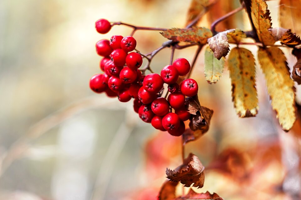 Autumn forest rowan
