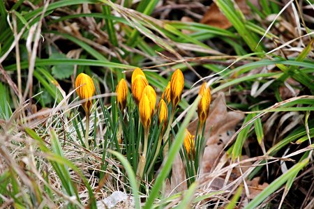 Group hidden spring photo