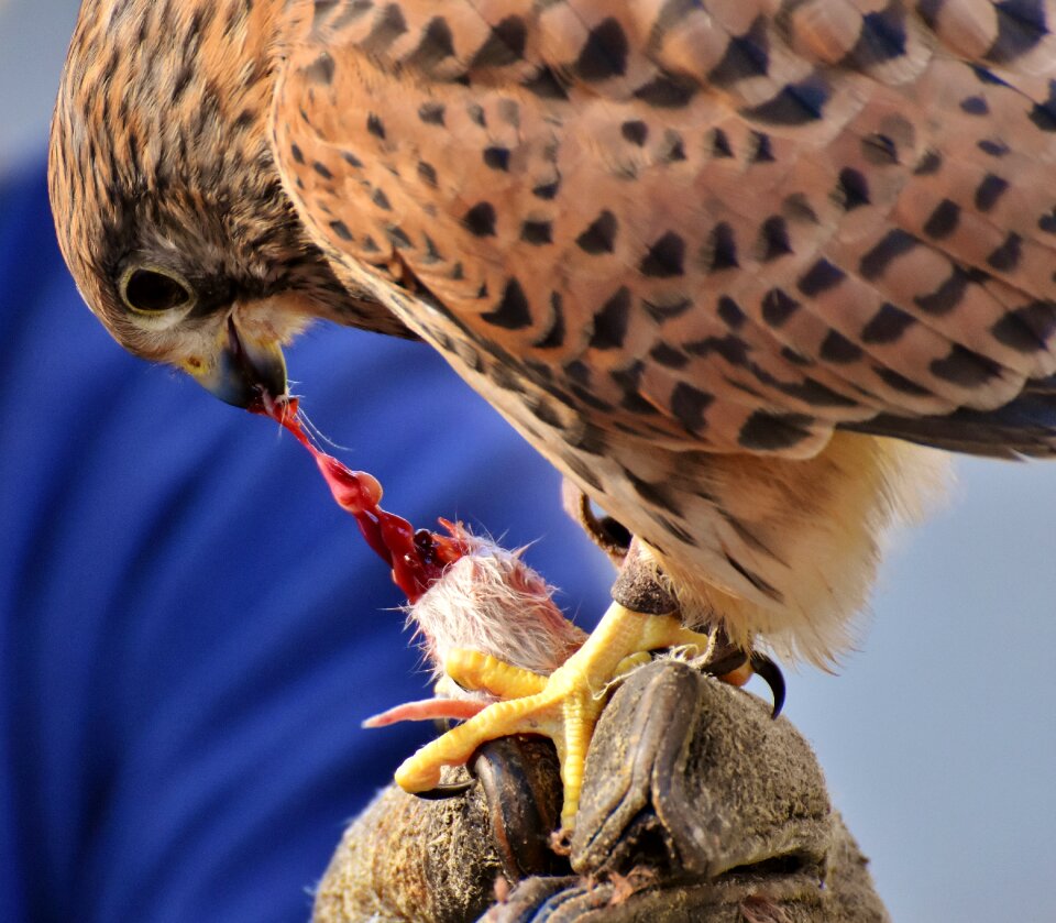 Raptor bird of prey animal