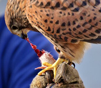 Raptor bird of prey animal