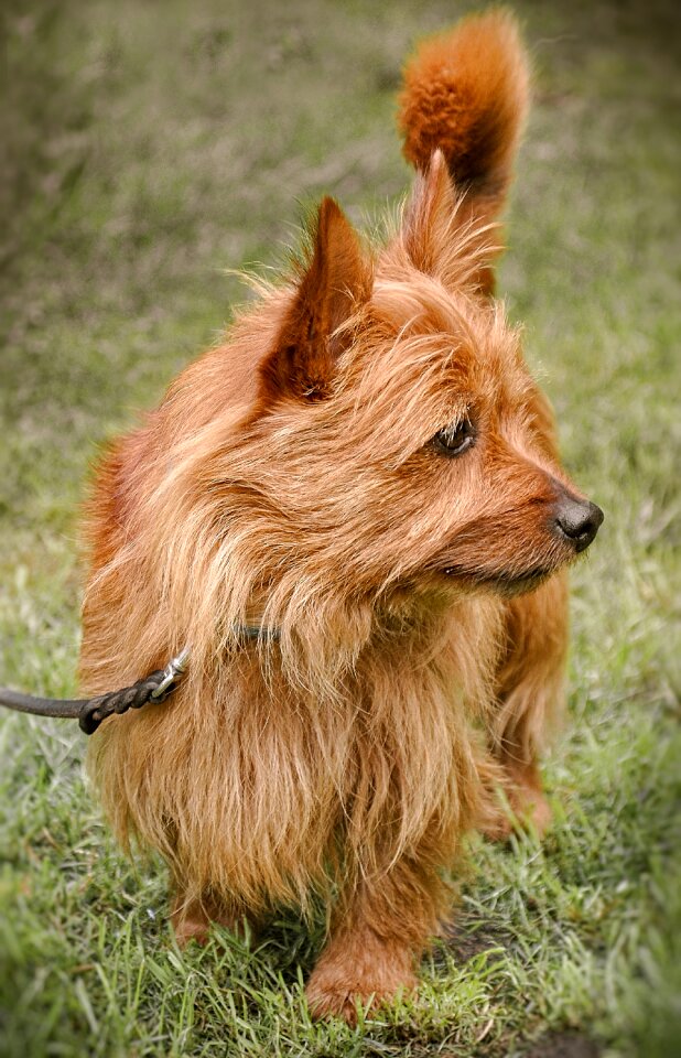 Attention cute small dog