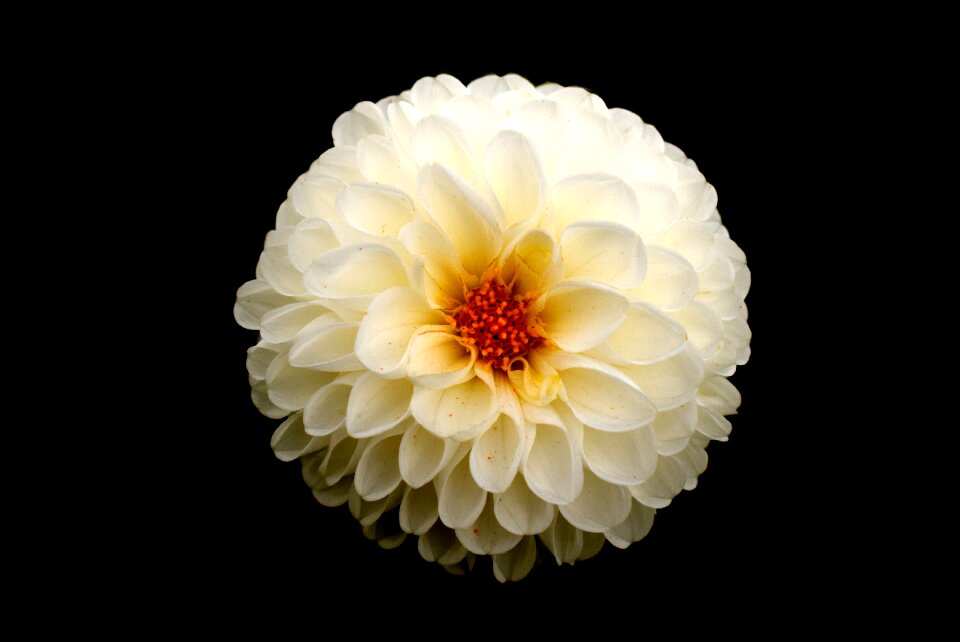 White dahlia simple