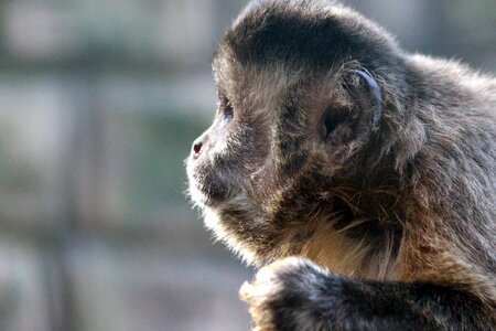 Monkey mammals living nature