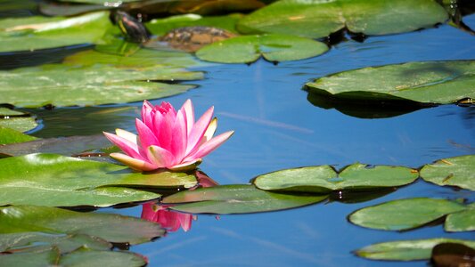 Water lily pond flower