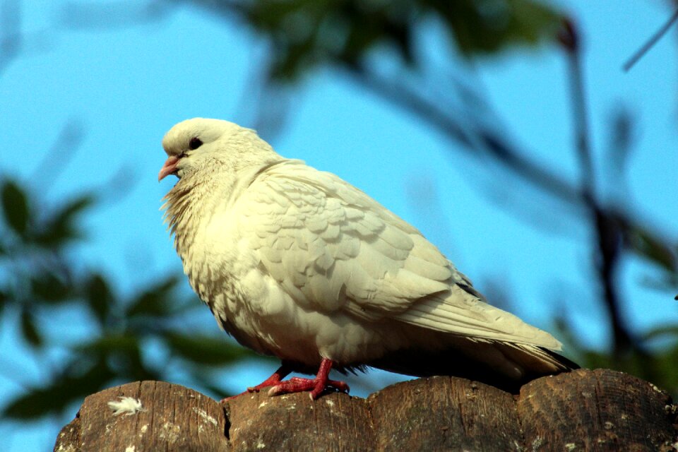 Living nature animals bird