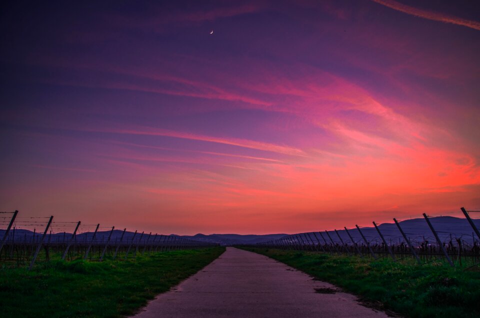Sunset green grass