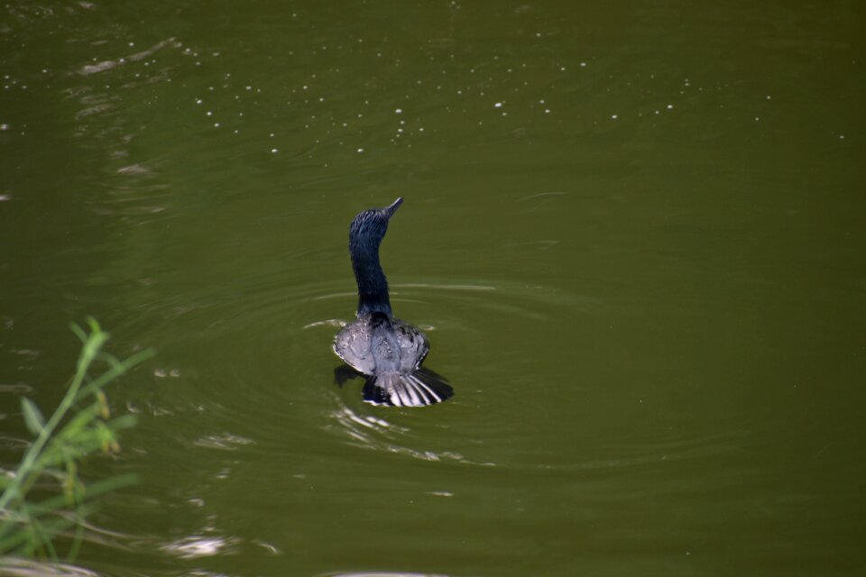 Water bird black bird anhinga