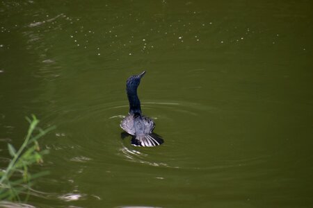 Water bird black bird anhinga photo