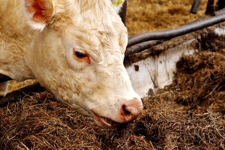 Animals farm good aiderbichl