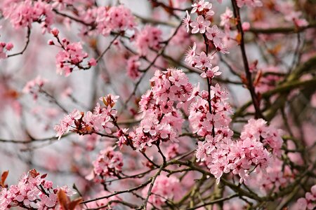 Almond blossom spring spring awakening photo