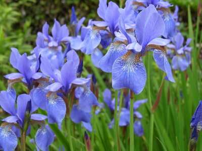 Iris blue flower photo