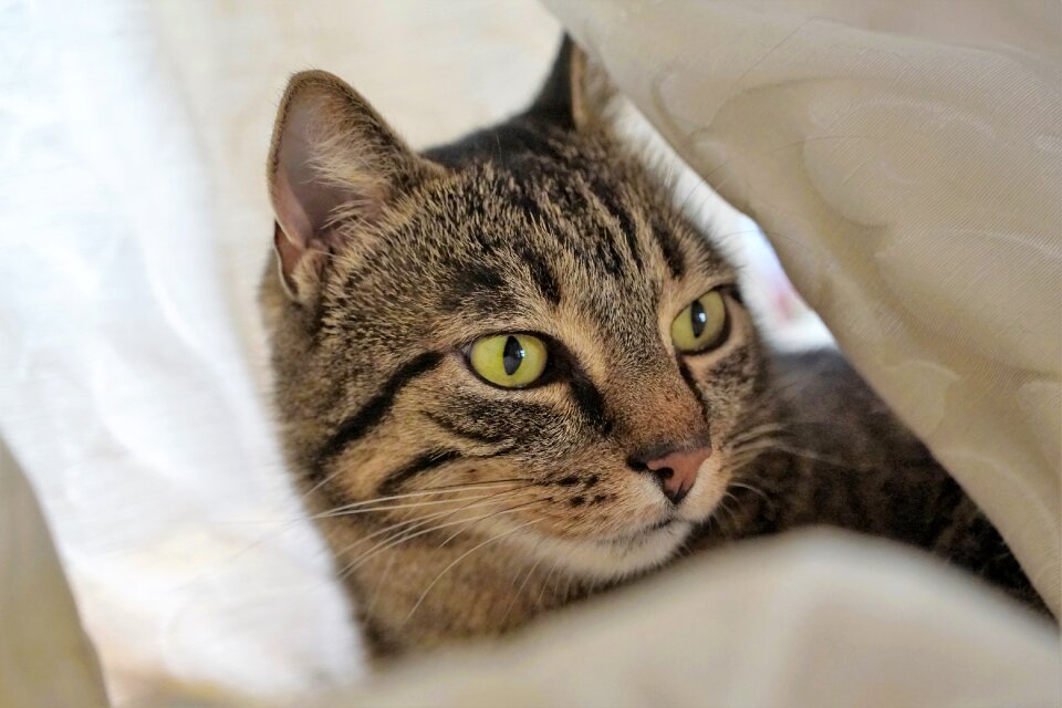 Domestic cat animal pet