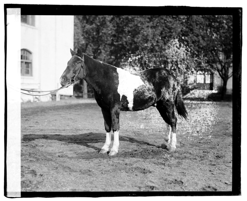 Mrs. Stemruth Pony LCCN2016819795