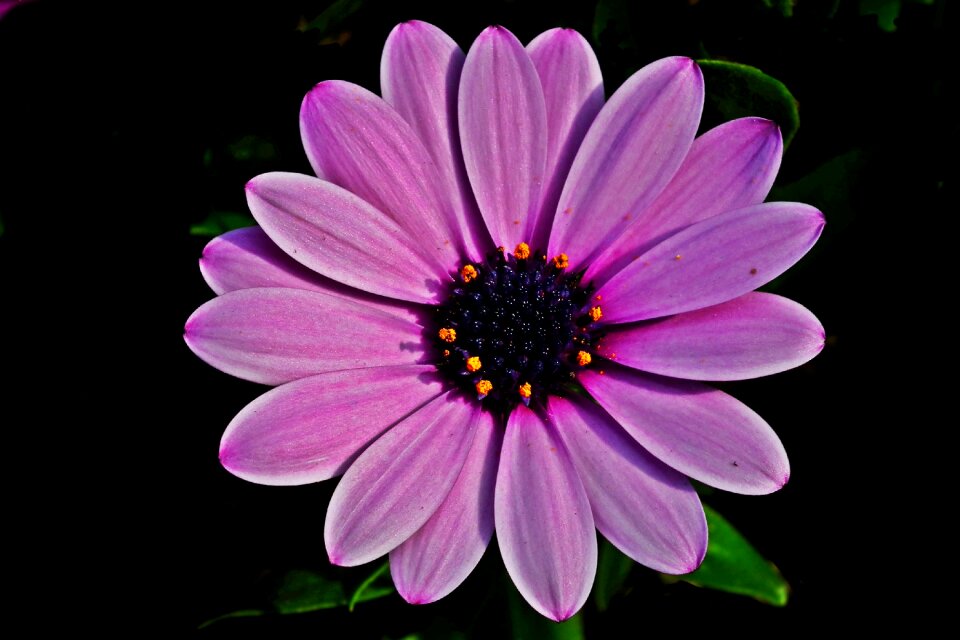 Petal summer violet