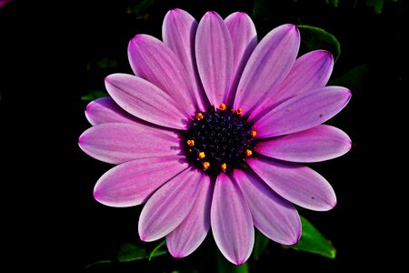 Petal summer violet