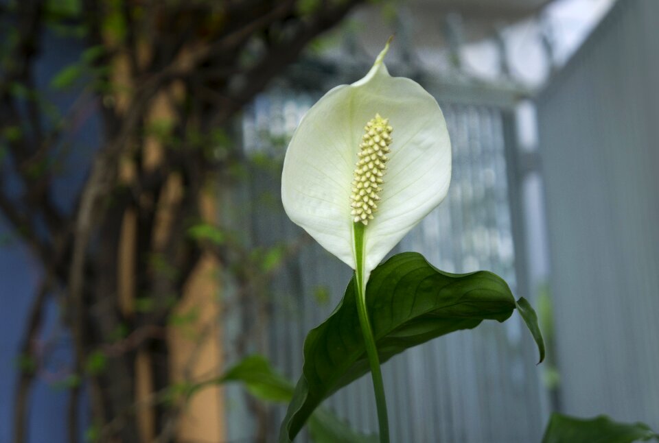 Orchids italian white plant
