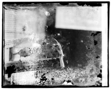 Mrs. Thompson, canary birds LOC npcc.02597