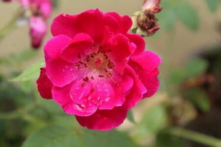Flower red rainy day