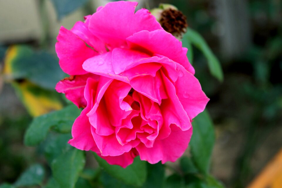 Flowers bud beautiful flower