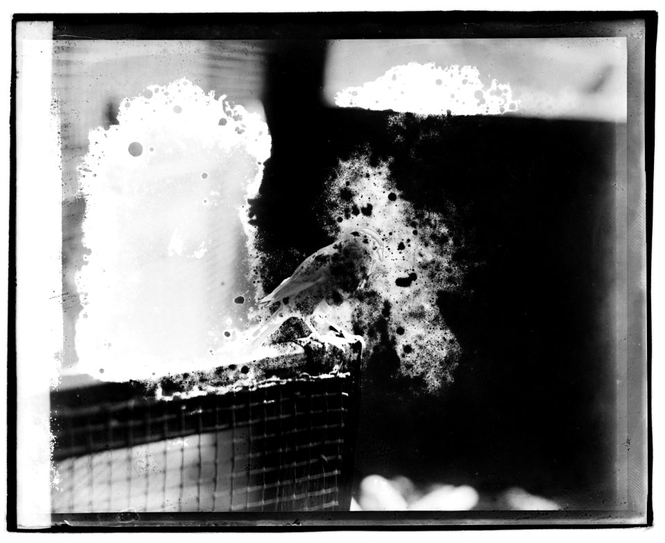 Mrs. Thompson, canary birds LOC npcc.02598