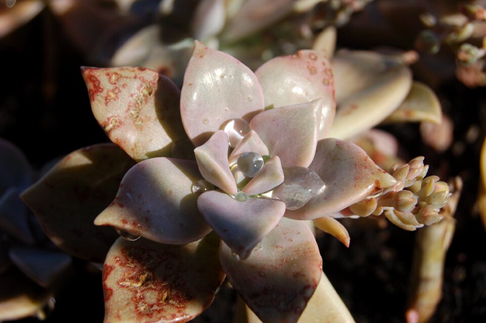 Succulent plant spring graptopetalum