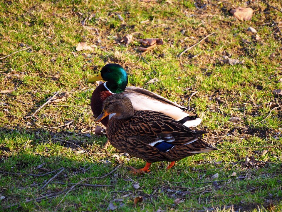 Nature ducks water bird