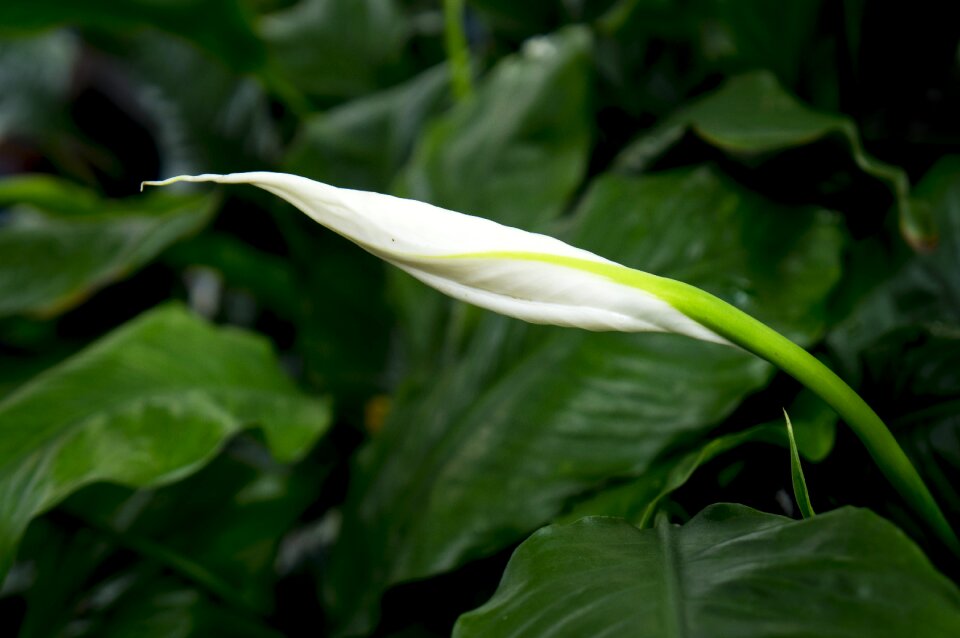 The white natural