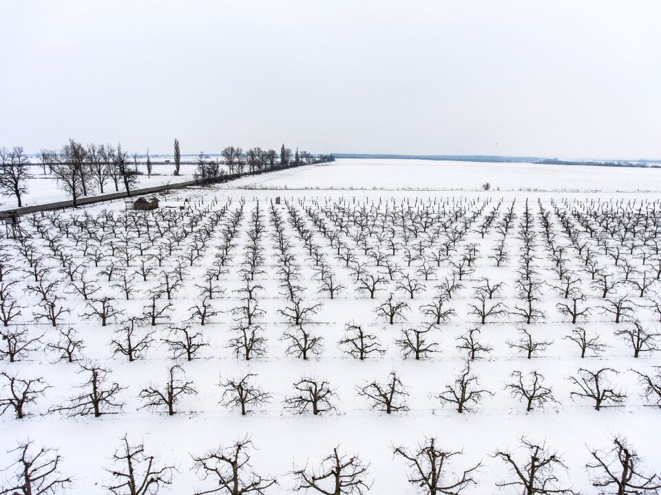 Fruit fruit tree snow
