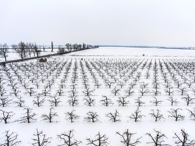 Fruit fruit tree snow
