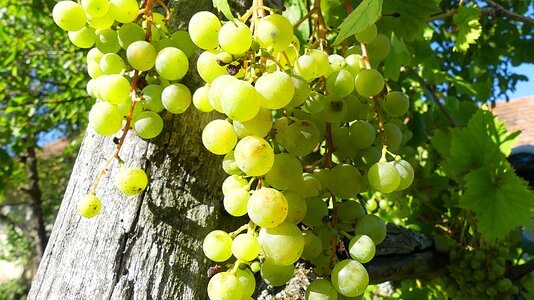 Grapevine green grapes fruit photo