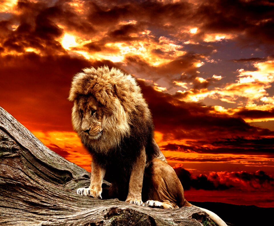 Male big cat dangerous