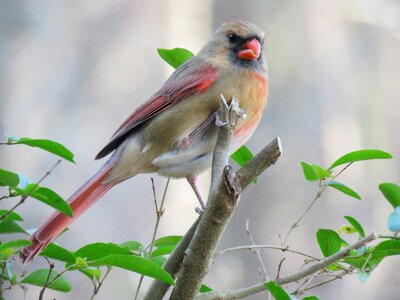 Wildlife animal female cardinal