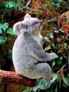 Eucalyptus cute animal photo