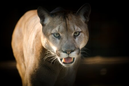 Fierce feline cougar photo