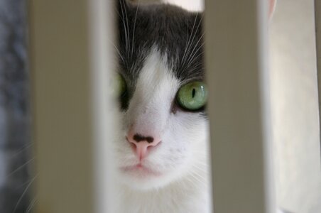 Cat task portrait